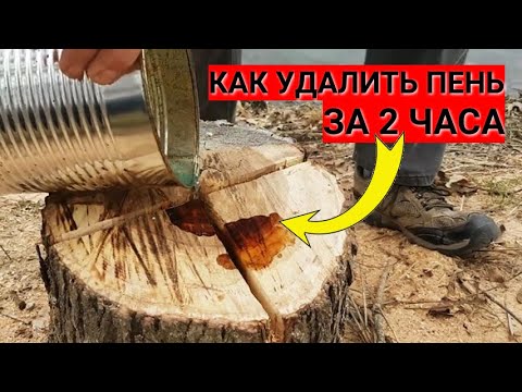 Видео: Как УДАЛИТЬ ПЕНЬ за 2 часа без селитры и костра