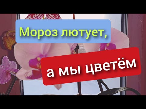 Видео: 18.12.2024  Мороз лютует , а мы цветём),