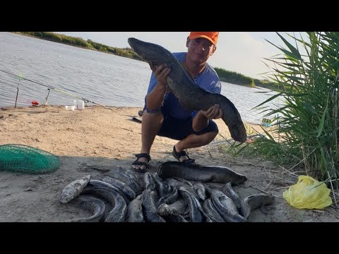 Видео: Рыбалка на Змееголова Верхнее протоки Или.Готовим плов.Чистим змееголову.