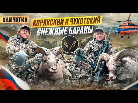 Видео: Трофейная охота на Камчатке в 4К | Снежные бараны и горная экспедиция | Секреты от шеф-повара