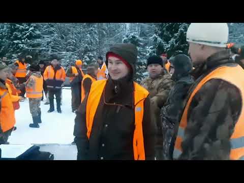 Видео: охота на волков 1