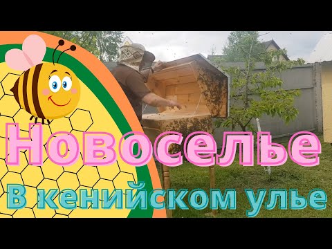 Видео: НОВОСЕЛЬЕ в КЕНИЙСКОМ УЛЬЕ