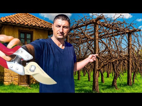 Видео: Обрезка старой арки с лозой: 2 способа + советы (субтитры: RU) @plamentv