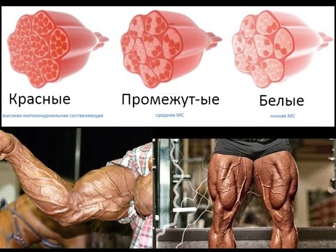 Видео: Типы мышечных волокон. Роль генетики в бодибилдинге. Венозность
