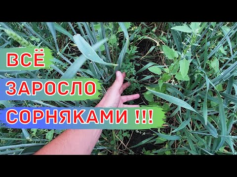 Видео: Бинарные Посевы Пшеницы с Донником. Пшеница Короткостебельная Гонец По Льну И По Пару. Прямой посев.