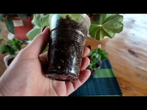 Видео: Вы купили черенок пеларгонии, в какой объем посадить?