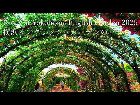 Видео: Розы в полном цвету в Иокогамском Английском саду