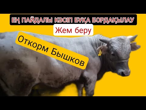 Видео: *ЕҢ ПАЙДАЛЫ КӘСІП БҰҚА БОРДАҚЫЛАУ*(ОТКОРМ) БЫЧКОВ