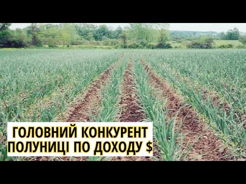 Видео: 8000 З СОТКИ НА ЧАСНИКУ-ЦЕ РЕАЛЬНІСТЬ,А НЕ МІФ/Часник як БІЗНЕС на ПОЛІССІ