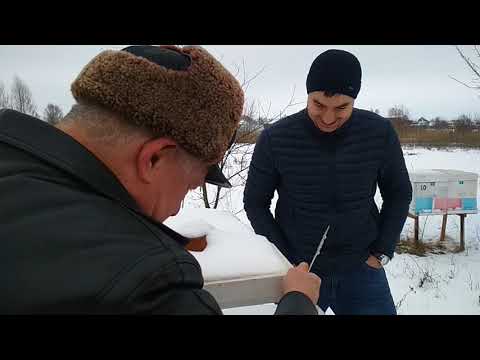 Видео: На пасеке у Измайлова Г.Б зимовка бакфаста в нуклеусах.