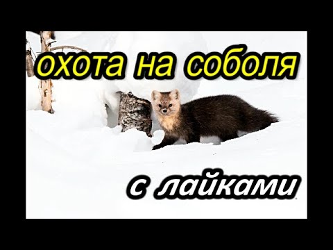 Видео: Охота на соболя.