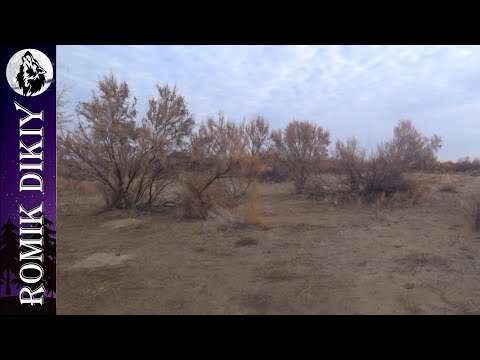 Видео: Уехал один в степь. Охота на фазана. Октябрь 2021г.