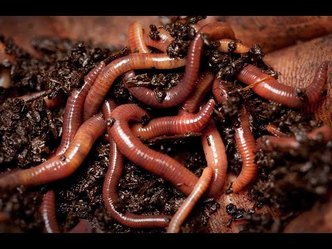 Видео: Как уживаются вместе разные виды червей? Разведение червей. Взаимодействие червей.