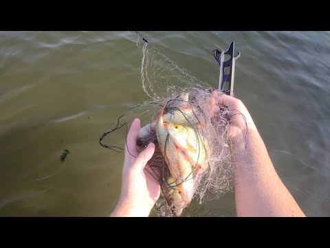 Видео: Вот это улов! Моя лучшая рыбалка на дорожки!!!