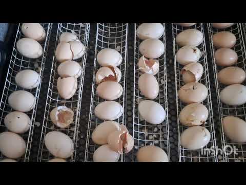 Видео: ОСТАННІ В ЦЬОМУ РОЦІ! КУРЧАТА ІЗ ТАЄМНИХ ЯЄЦЬ ТА БЕЗ СВІТЛА. ЯКИЙ НАЙКРАЩИЙ ІНКУБАТОР? ТЕПЛУША ЛЮКС