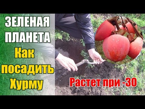 Видео: Как посадить хурму которая выдерживает до -30 /Хурма сорт "Мидер"