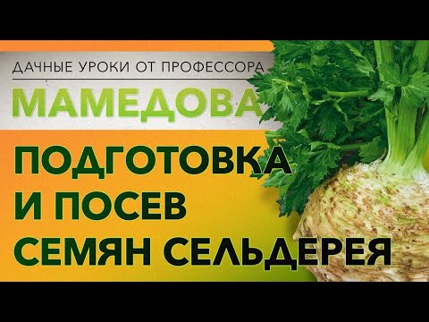 Видео: Подготовка и посев семян сельдерея