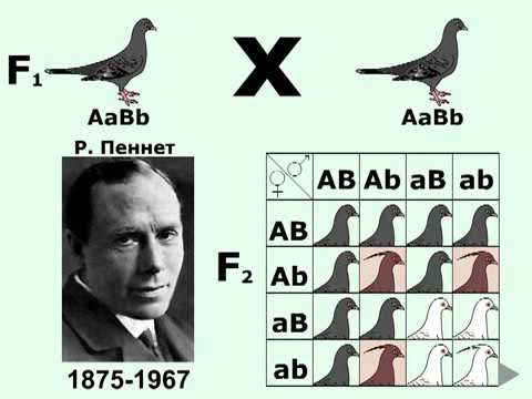 Видео: Дигибридное скрещивание