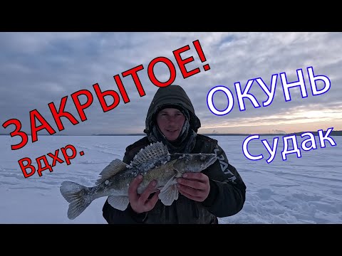 Видео: Окунь как из пулемета! Поклевки окуня в эхолоте Практик