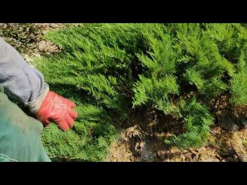 Видео: Уход за кустовидными можжевельниками