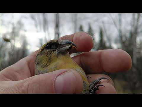 Видео: Ловля птиц