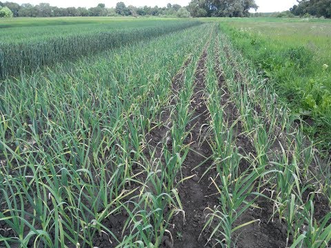 Видео: Выращивание чеснока. С чего начать?