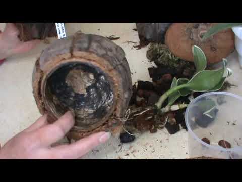 Видео: Орхидеи в кокосе. Пересадить или оставить? Дендробиум пересадка! И о кокосе мнение мое.