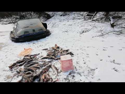 Видео: Камчатка, зимняя рыбалка