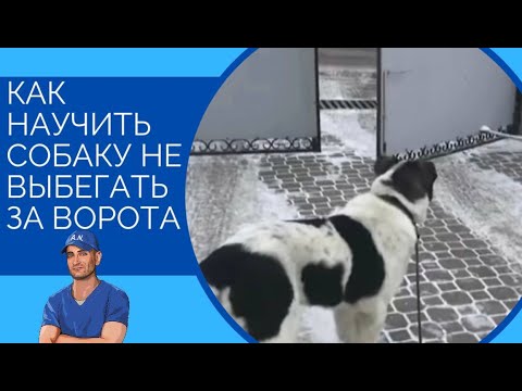Видео: Как научить собаку не выбегать за ворота(Алабай и бурбуль)