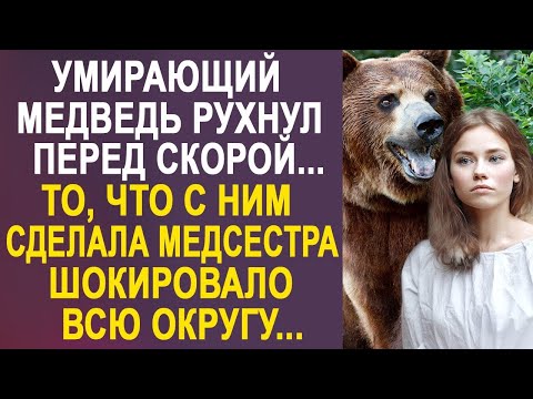 Видео: Медведь рухнул перед машиной скорой помощи. То, что с ним сделала медсестра, шокировало всю округу…