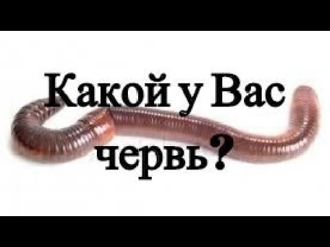 Видео: АТ264 какой у вас червь? ат264