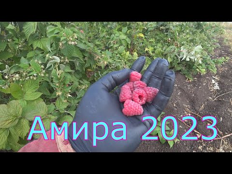 Видео: 53 серия Малина Амира 28 августа 2023 г.Оренбург