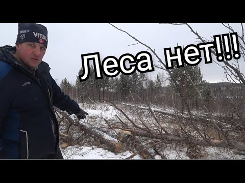 Видео: ВЫРУБИЛИ ВЕСЬ ЛЕС!!! ЗАГОТОВКА ДРОВ!!!