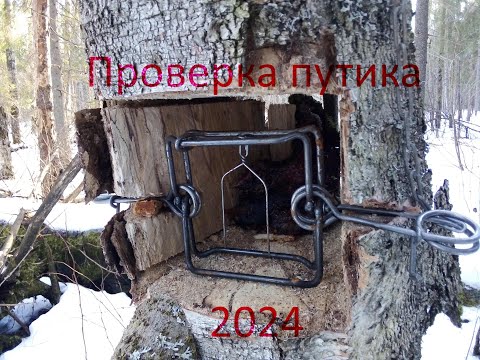 Видео: Проверка путика 2024 г. Промысел куницы гуманными капканами. Первый трофей в новом году.