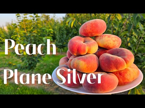 Видео: Персик Плане Сильвер. Peach Plane Silver.