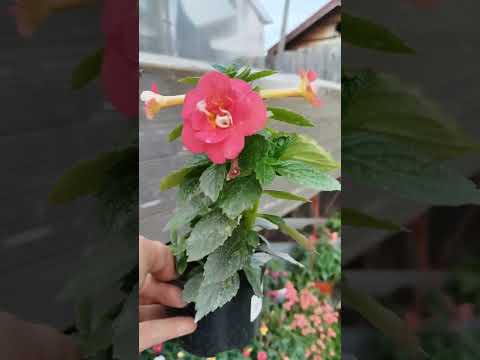 Видео: АХИМЕНЕСЫ. РОЖДЕНИЕ НОВОЙ КОЛЛЕКЦИИ ЦВЕТОВ.