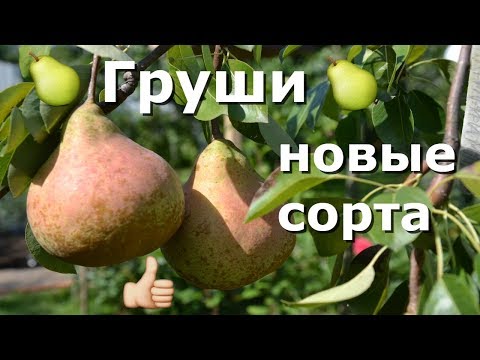 Видео: ТОП 5 ВКУСНЕЙШИХ сортов ГРУШ🍐 2018!!!