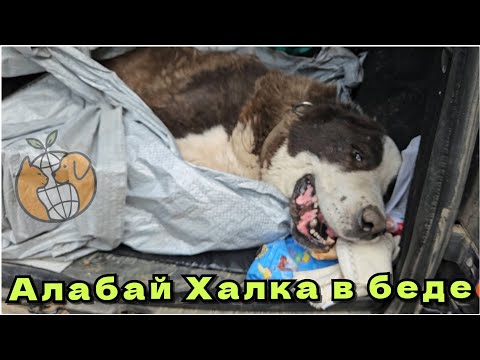 Видео: Халке снова потребовалось помощь спасателей, когда её новый хозяин серьезно заболел. Спасение алабая