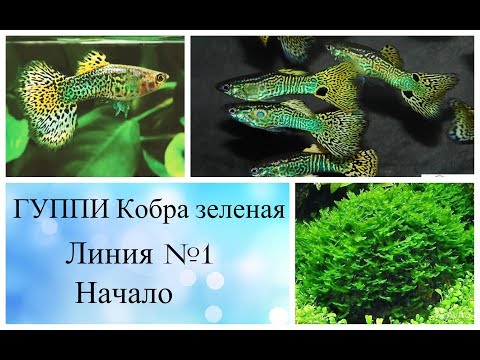 Видео: ГУППИ кобра филлигрань. Начинаем вести селекцию по линиям. 1 часть