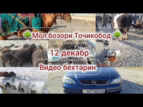 Видео: 🌳мол бозори Точикобод 🌳бехтарин видео 🌳👍👍👍