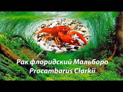 Видео: Рак флоридский (красный) Мальборо / Procambarus Clarkii