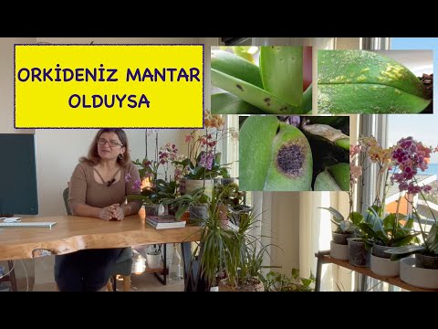 Видео: СДЕЛАЙТЕ ЭТО, ЧТОБЫ ЗАЩИТИТЬ И СПАСТИ ВАШУ ОРХИДЕЮ ОТ ГРИБКА! #орхидея #грибок #орхидея #грибок