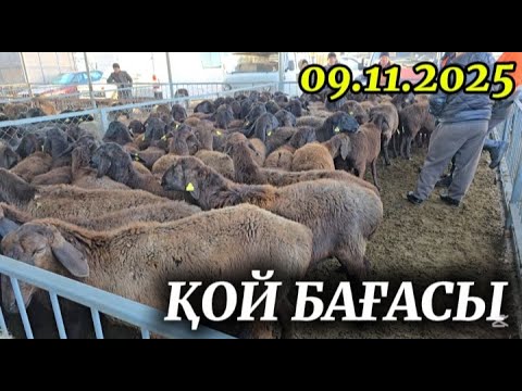 Видео: Ұсақ мал бағасы.Тараз мал базар 08.11.2025