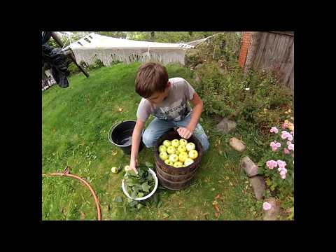 Видео: Мочёные яблоки  Старорусский рецепт.