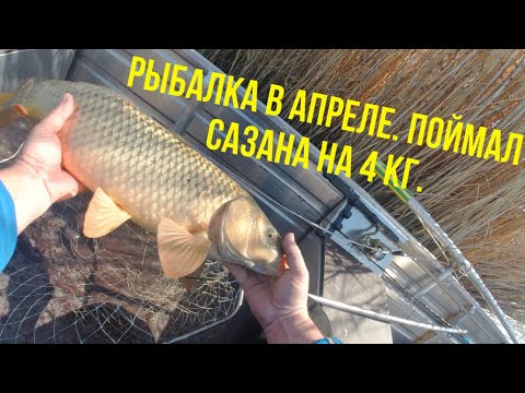 Видео: Рыбалка в апреле|Поймал сазана на 4 кг.