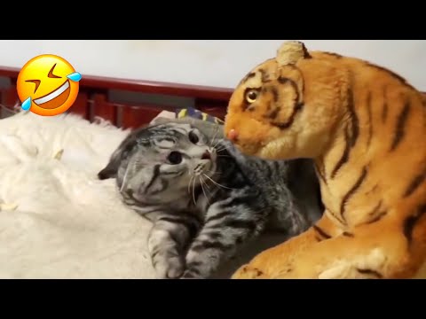 Видео: Самые смешные питомцы заставят вас смеяться без остановки! 😂