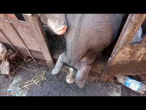 Видео: Как мне кабанчика в флаконе привезли. Семья петренов, дюрков макстера. Спрей с запахом хряка.