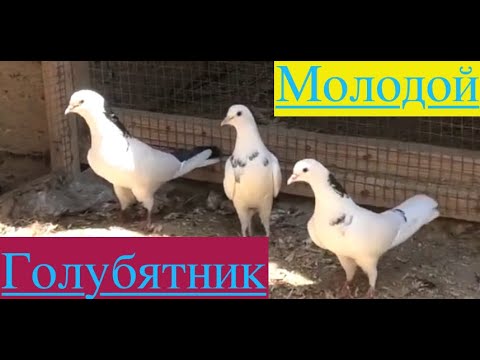 Видео: Бакинские голуби Бехмена в Баку!