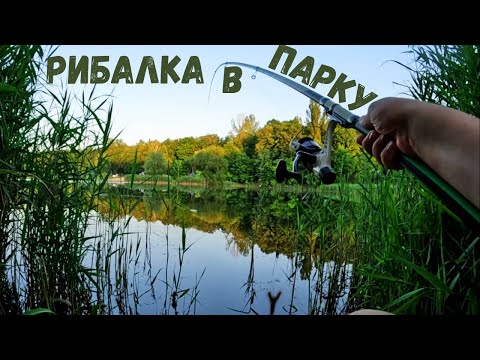 Видео: Рибалка в Польщі. Озеро в ПАРКУ кишить рибою