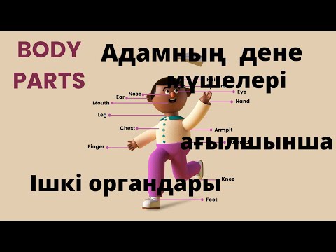 Видео: Дене мүшелері ағылшынша. Body parts қазақша.Ішкі органдар ағылшын тілінде.Органы. Части тела